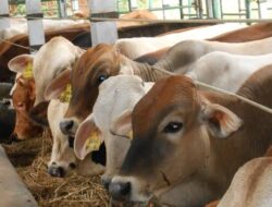 Hewan Kurban Pemko Pekanbaru Sudah Terkumpul 14 Ekor