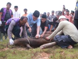 Pemko Pekanbaru Sembelih 14 Hewan Kurban