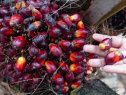 Harga Kelapa Sawit Mitra Plasma Minggu Ini Rp3.284 per Kg