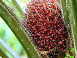 Harga Sawit Swadaya Pekan Ini Melemah, Berikut Rinciannya