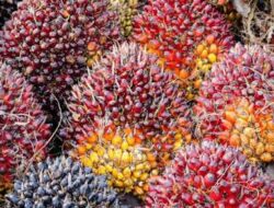 Harga CPO Turun, Kelapa Sawit Mitra Plasma Minggu Ini Rp3.686 Perkilo