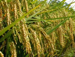 Produksi Padi di Riau Diperkirakan Naik 0,26 Persen, Didominasi Rokan Hilir