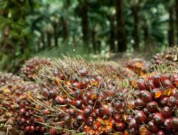 Harga TBS Kelapa Sawit Swadaya di Riau Periode 19-25 November Naik