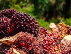 Harga TBS Mitra Swadaya Riau Kembali Naik