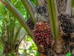 Harga Kelapa Sawit Mitra Swadaya Riau Rp3.468 Perkilo