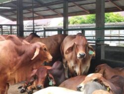 304 Kasus Penyakit Mulut dan Kuku Ditemukan di Riau