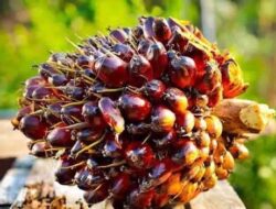 Harga Kelapa Sawit Mitra Plasma di Riau Naik Jadi Rp3.521 Perkilo