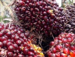 Naik, Harga Kelapa Sawit Mitra Plasma Minggu Ini Jadi Rp3.611 Perkilo