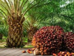 Kelapa Sawit Mitra Plasma Minggu Ini Rp3.543 Perkilo