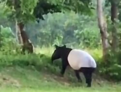 Momen Langka, Tapir Ukuran Besar Muncul di Kawasan Tesso Nilo Pelalawan